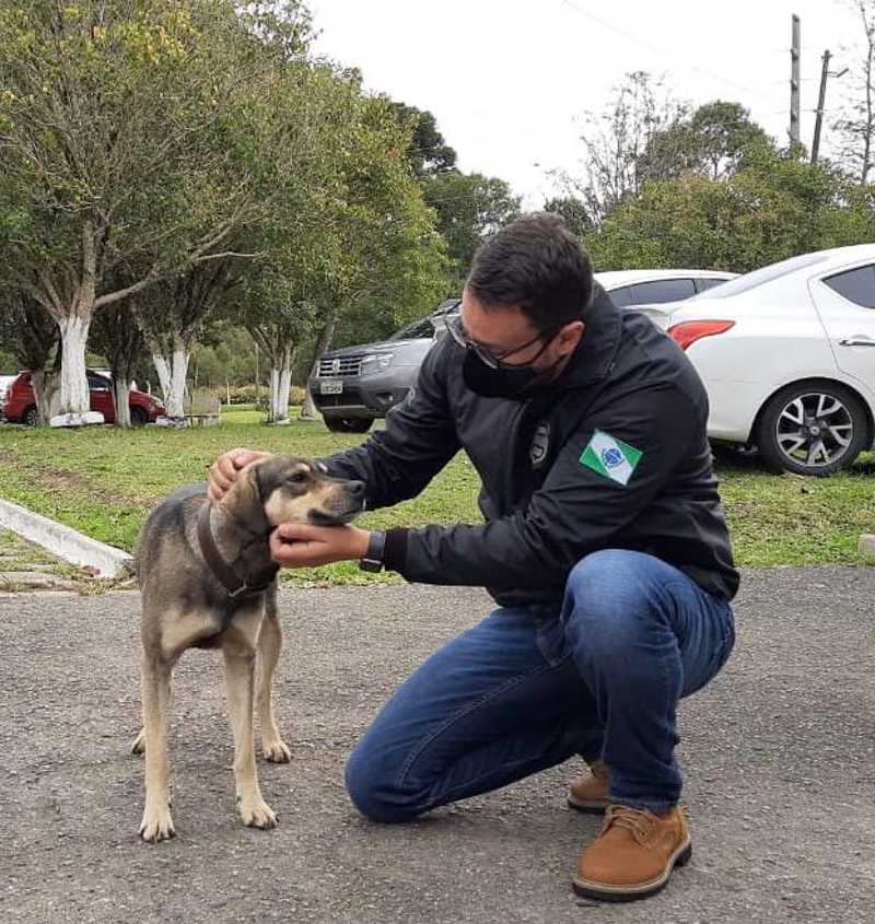 Zoofilia: cachorro tem ânus dilacerado por homem no PR