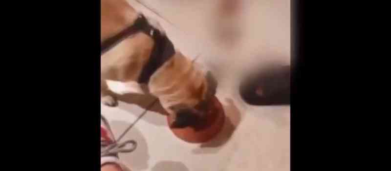 Polícia pediu exame toxicológico de cão que teria ingerido vodca dada por jovens no PR