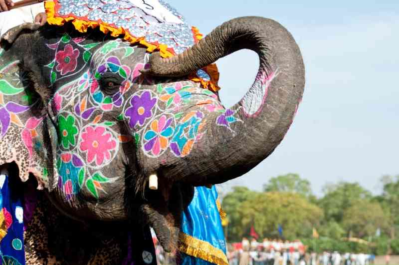 ONG alerta governo indiano sobre doença zoonótica transmitida pelos elefantes trabalhadores