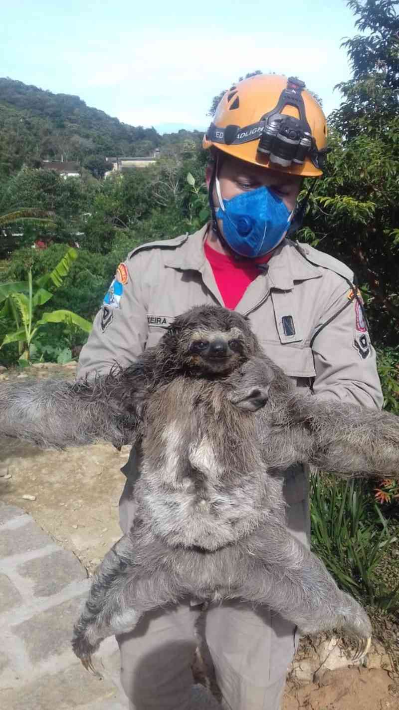 Bicho-preguiça e filhote são resgatados por bombeiros em casa em Petrópolis, no RJ