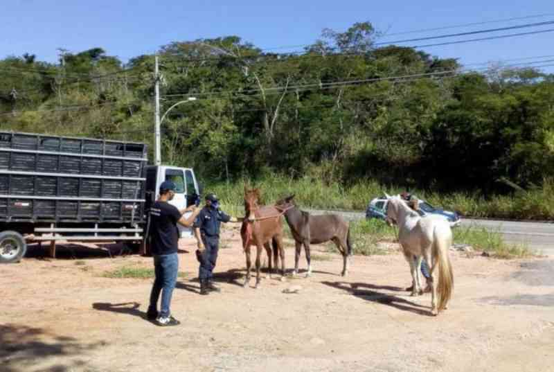 Mais de 40 cavalos são retirados das estradas de Rio das Ostras (RJ) em menos de três meses
