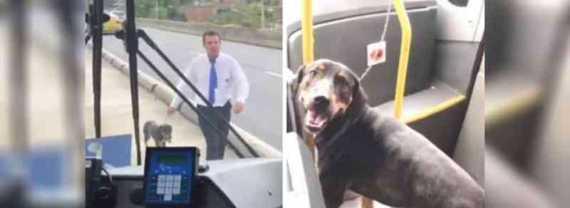 Motorista é aclamado por passageiros depois de parar o ônibus para resgatar cachorro