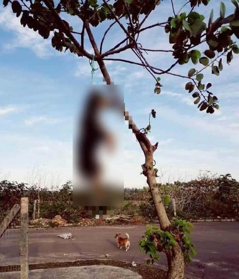 Crueldade: cão é encontrado enforcado em árvore nesta madrugada em Alegrete, RS