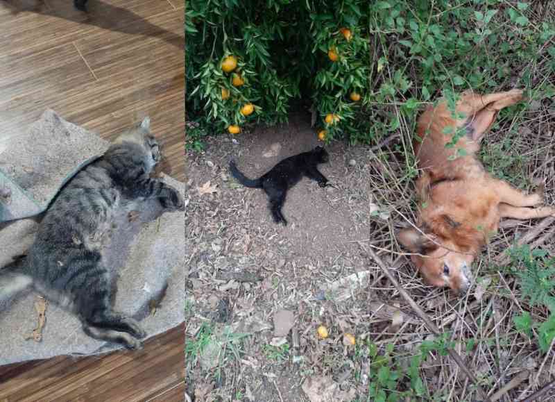 Animais encontrados mortos no Arcoverde, em Carlos Barbosa, RS