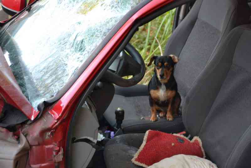 Associação socorre cães em veículo envolvido em acidente em Dois Irmãos, RS