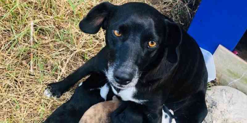 Cachorra comunitária é encontrada morta com sinais de violência, em Imbé, RS