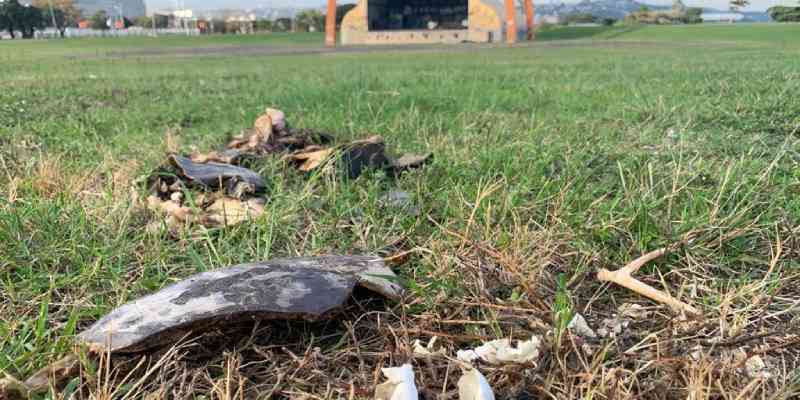 Cágado-de-barbicha aparece morto no gramado do Anfiteatro Pôr do Sol, em Porto Alegre, RS