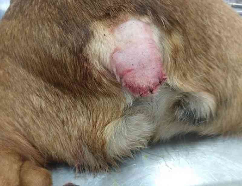 Cachorro tem rabo mutilado por linha com cerol ao brincar com pipa em Florianópolis, SC