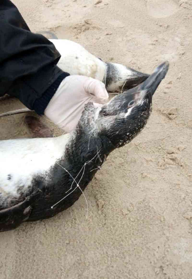 Dezenas de pinguins são encontrados mortos em praias de Florianópolis, SC