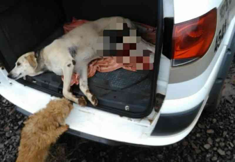 Cão é morto por tiros disparados de dentro de carro em Guarujá do Sul, SC