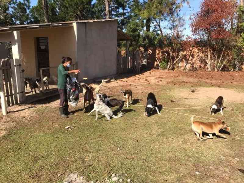 ONG cria campanha online em busca de recursos para manter abrigo de animais em Laguna, SC