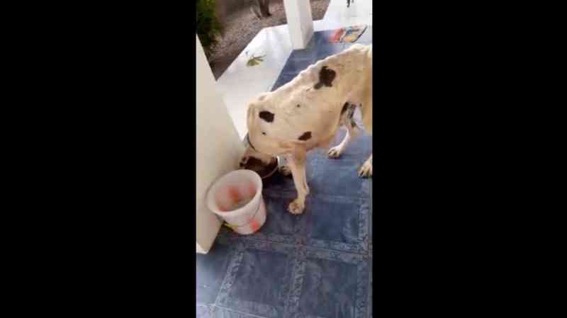 Vídeo: Polícia Militar de Sangão (SC) resgata cachorro que sofria maus-tratos em casa