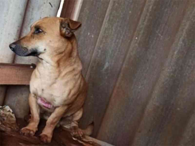 Grupo resgata cães feridos com objeto cortante em São Lourenço do Oeste, SC