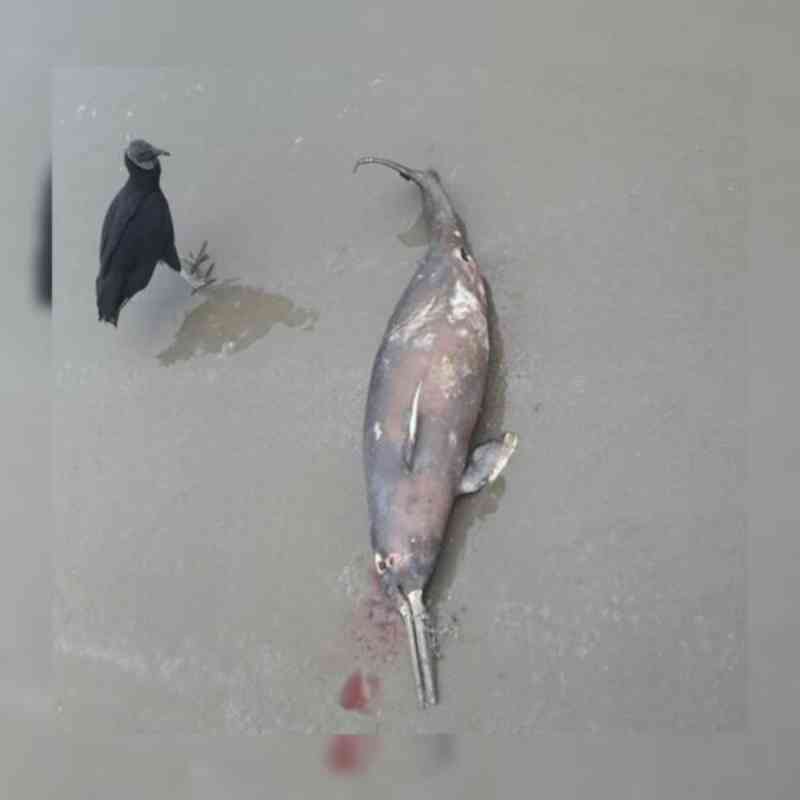 Golfinho é encontrado morto e com rede enroscada no Cantão do Indaiá, em Bertioga, SP