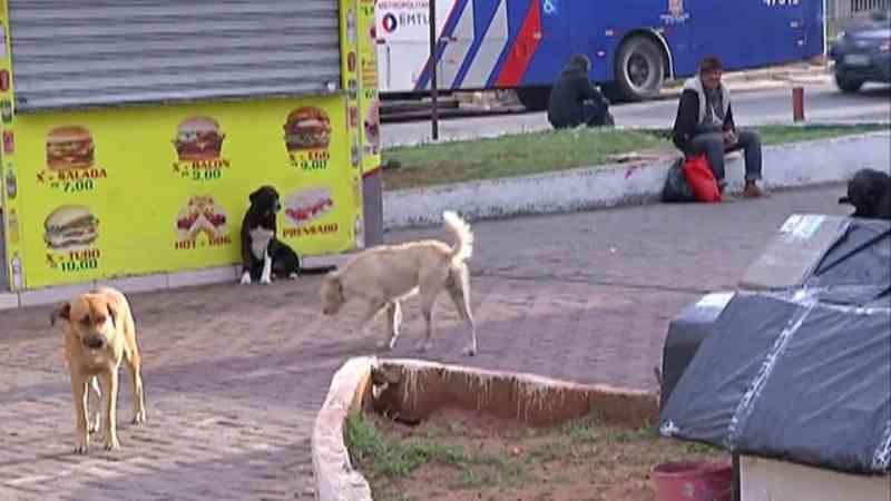 Moradores relatam preocupação com cães abandonados que circulam pelas ruas de Ferraz de Vasconcelos, SP