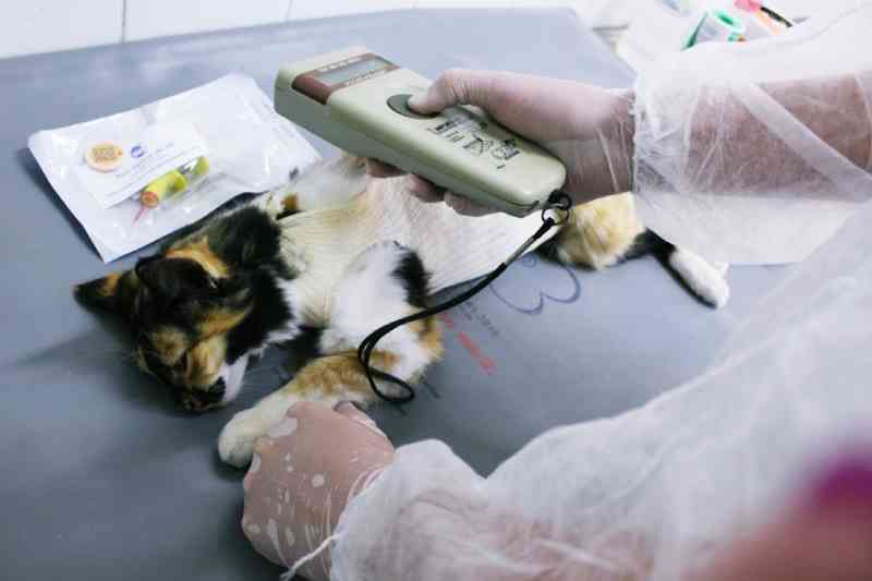 Mais de 2 mil castrações de cães e gatos são realizadas em Guaratinguetá, SP