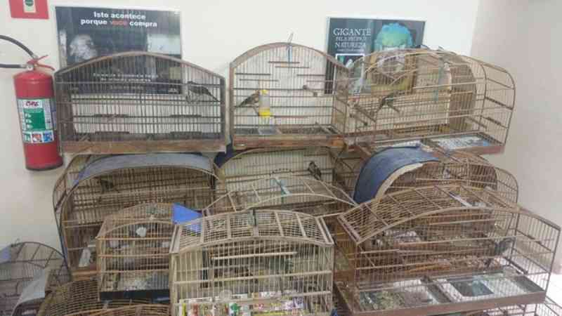Polícia Ambiental apreende 30 aves silvestres e aplica R$ 16,9 mil em multas durante operação em Itaquaquecetuba, SP