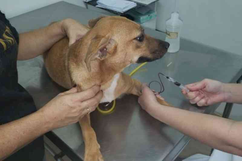Polícia Ambiental resgata cães que sofriam maus-tratos em sítio em Mogi Mirim, SP