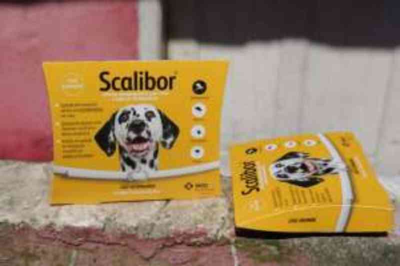 Cães selecionados receberão coleiras contra leishmaniose em Santos (SP) neste sábado