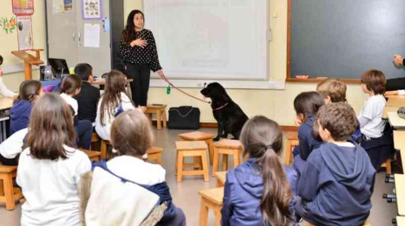 Causa animal pode virar disciplina no currículo escolar de São Caetano, SP