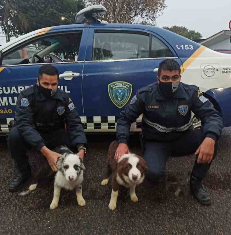 Homem é detido por maus-tratos após abandonar cães em São José dos Campos, SP