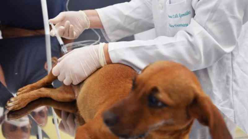 Sertãozinho (SP) inaugura posto veterinário com atendimento gratuito