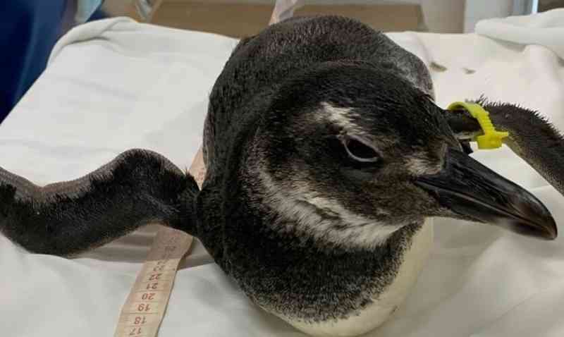 Instituto Argonauta resgata pinguim ferido na Barra do Sahy e chega a 10 mil ocorrências atendidas