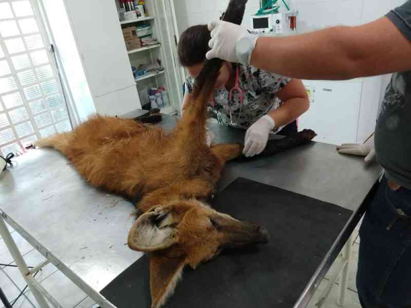 Lobo-guará é resgatado com fraturas expostas nas patas após sofrer atropelamento na Rodovia Raposo Tavares, em SP