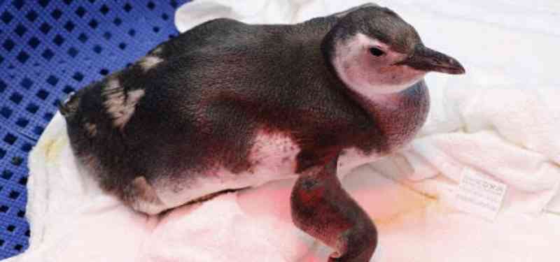 Pinguins resgatados em Praia Grande (SP) e região estão em tratamento no Instituto Biopesca