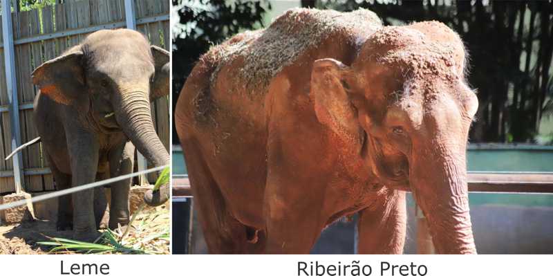 Petição pede LIBERDADE para BAMBI, a elefanta confinada no zoológico de Ribeirão Preto, SP