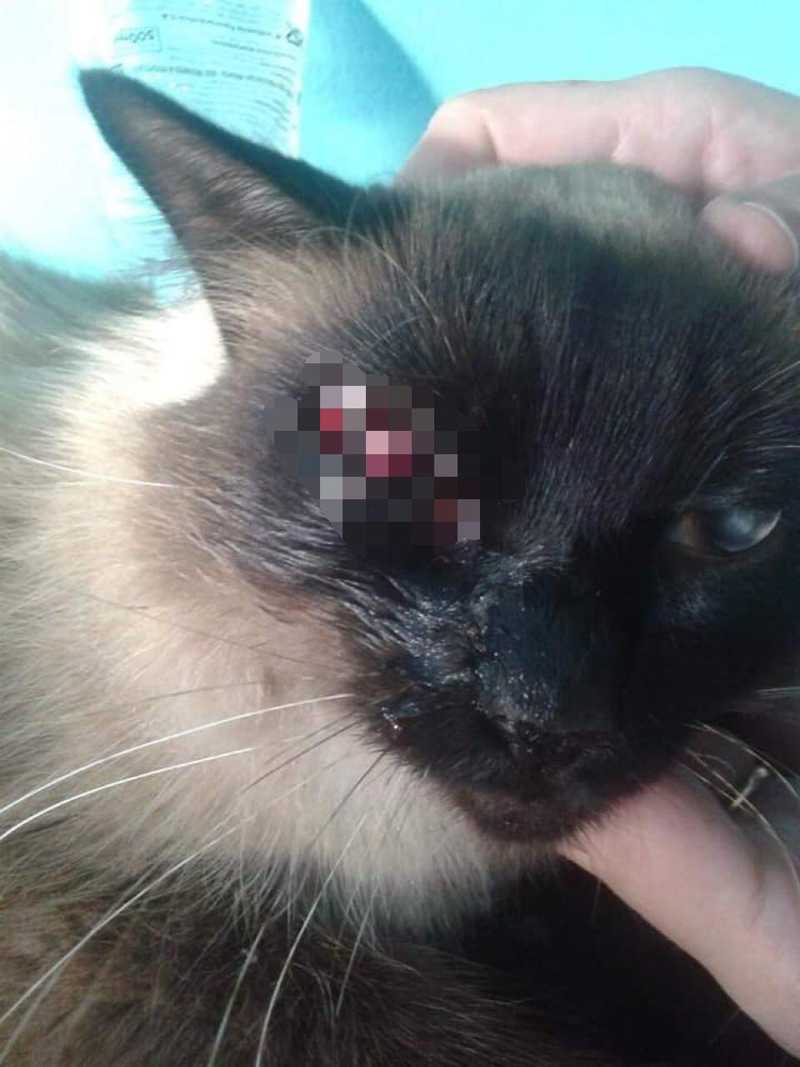 Gato leva tiro no olho e suplente de vereador é acusado do crime em São José dos Campos, SP