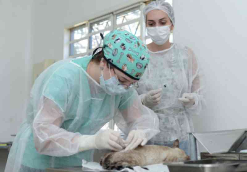 Zoonoses de Palmas (TO) retomou o serviço de castração gratuita em cães e gatos