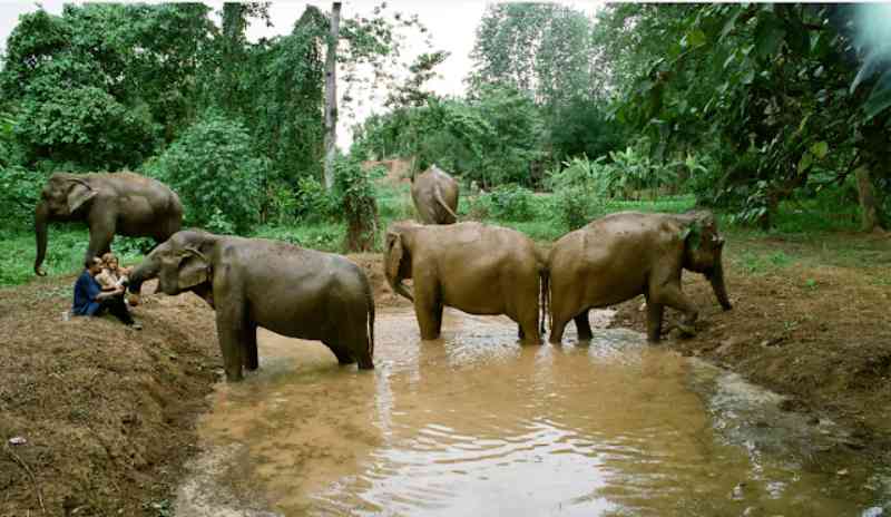 Documentário ‘Elefantes: Em Nome da Liberdade’ estreia no National Geographic