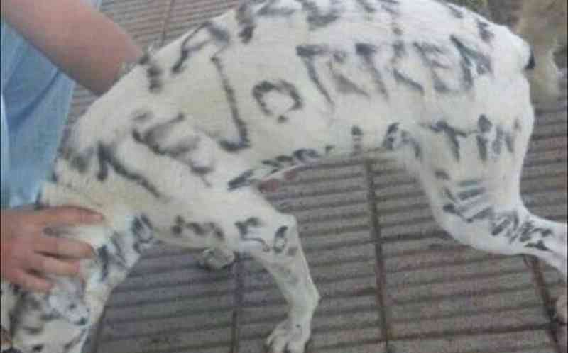 Não há limites para maus-tratos a animais: cadela é pintada com tinta