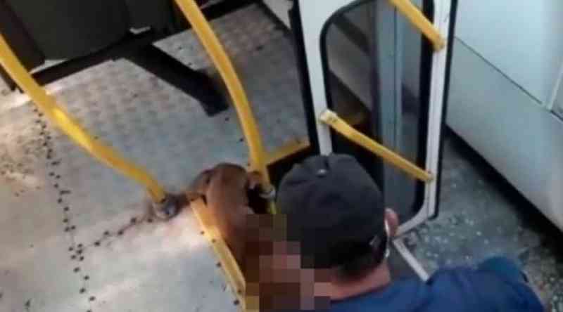 Funcionário da CSN estupra cão dentro de ônibus em Salvador, BA
