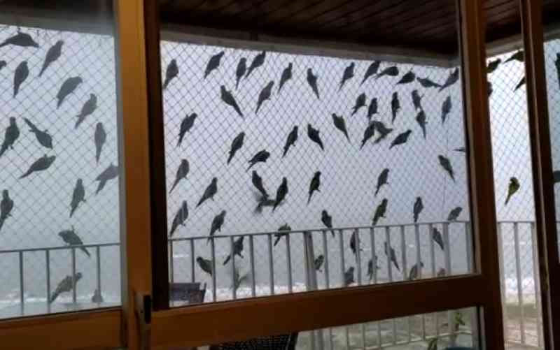 VÍDEO: aves se abrigam em tela de apartamento no sul da BA após retirada de árvores em avenida; MP aciona prefeitura