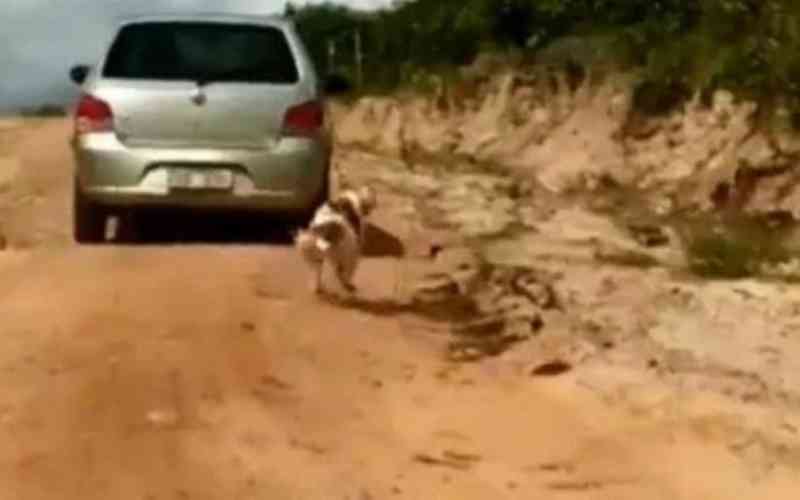 Cachorro é amarrado em carro e arrastado pela estrada no Ceará
