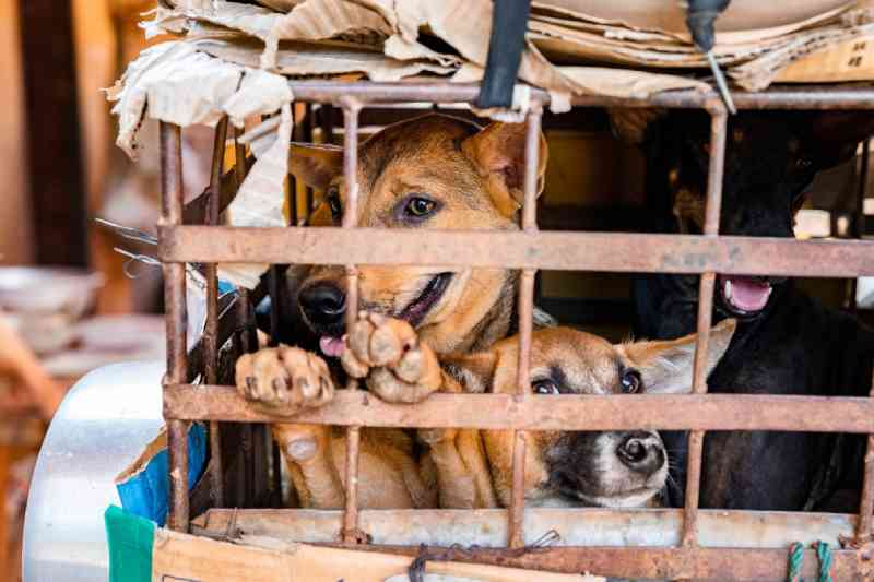 Província do Camboja proíbe consumo de carne de cachorro