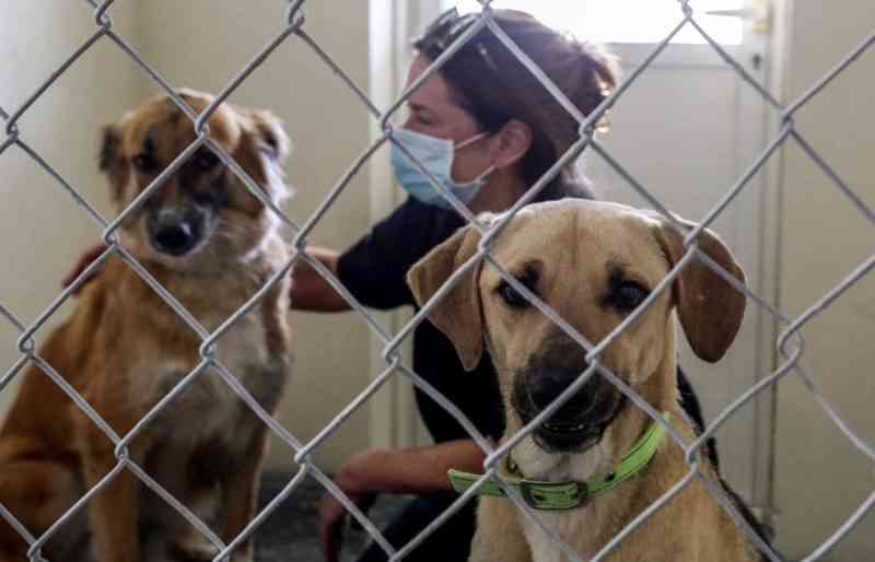 Cachorros abandonados durante a pandemia procuram família no Catar