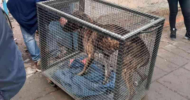 Cachorro que se encontrava em estado de total abandono resgatado em Cipolletti, Argentina