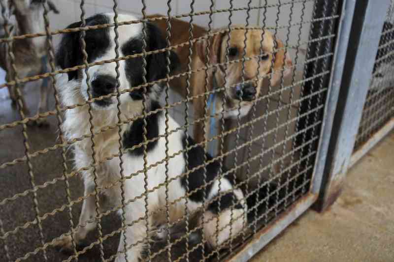 Mais de 50 cães esperam por adoção na Zoonoses, no DF