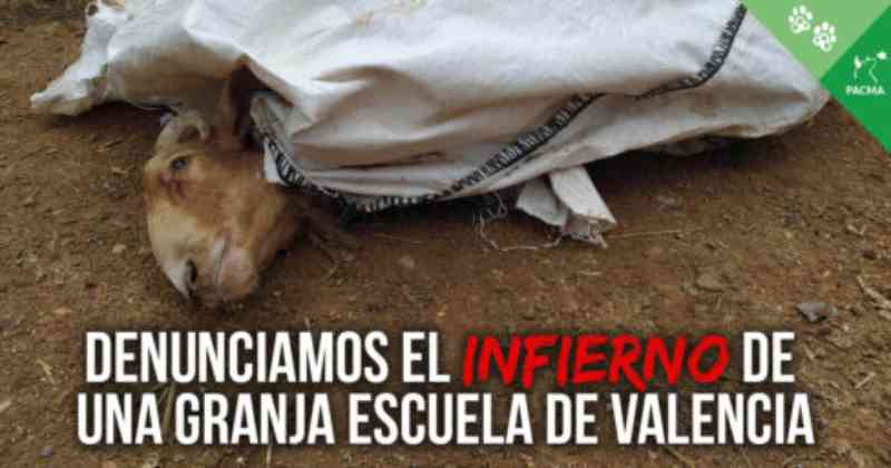 ‘Denunciamos a situação horrível dos animais de uma fazenda-escola em Valência’, anuncia partido espanhol