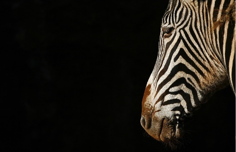 Polícia da Geórgia (EUA) localiza homem que esbofeteou zebra ‘amigável’ em safári