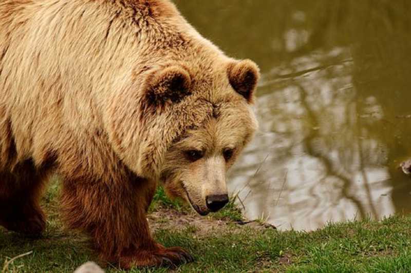 Justiça da Itália anula ordem de governador para matar ursa