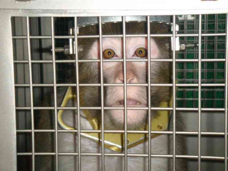 Macacos mutilados forçados ao halterofilismo depois de cirurgia horrível no cérebro