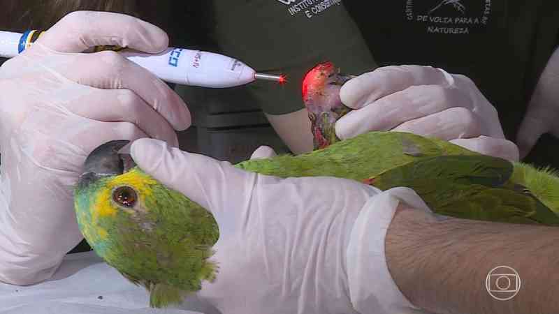 Tratamento a laser para cicatrização de animais, pioneiro no Brasil, é usado em Belo Horizonte, MG