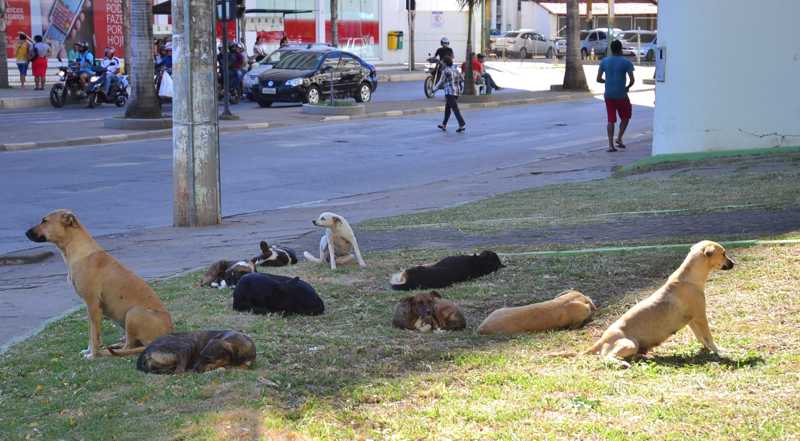 Prefeitura de Montes Claros (MG) compra equipamentos para castração de animais de rua