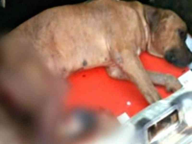 Com roçadeira homem mata covardemente cachorro na cidade de Paulista, PB