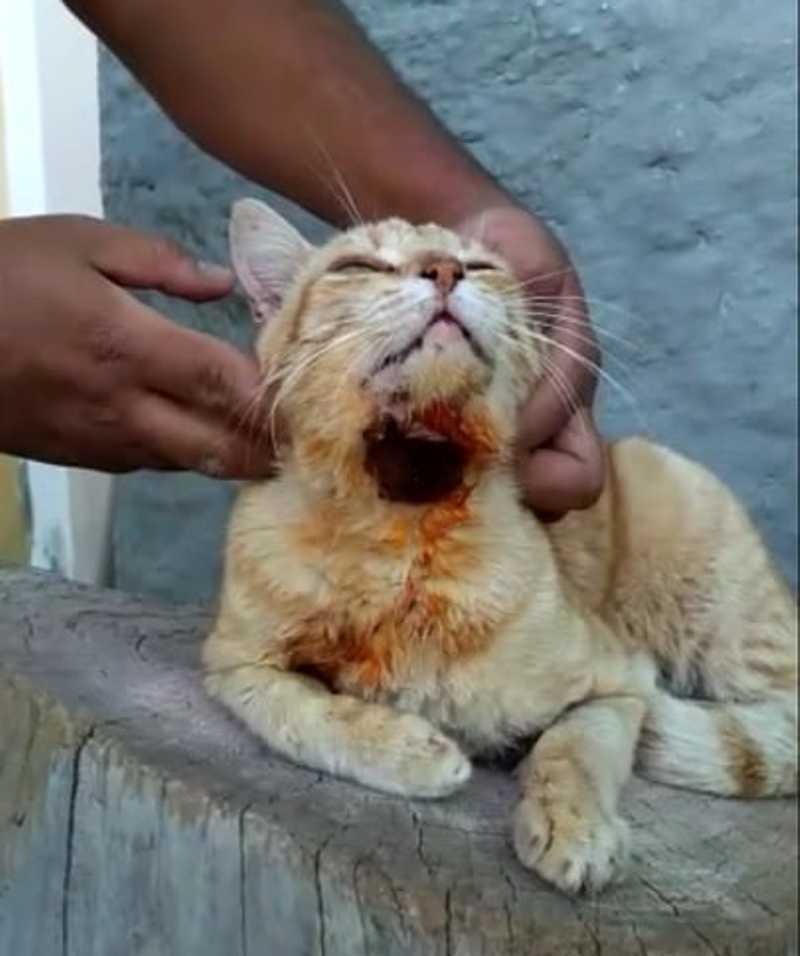 Gato é atingido por tiro de chumbinho em Cabaceiras, PB; tutor acredita que foi proposital