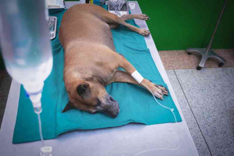 Samucão e internamento: Prefeitura de Cascavel (PR) implantará serviço de atendimento a animais feridos